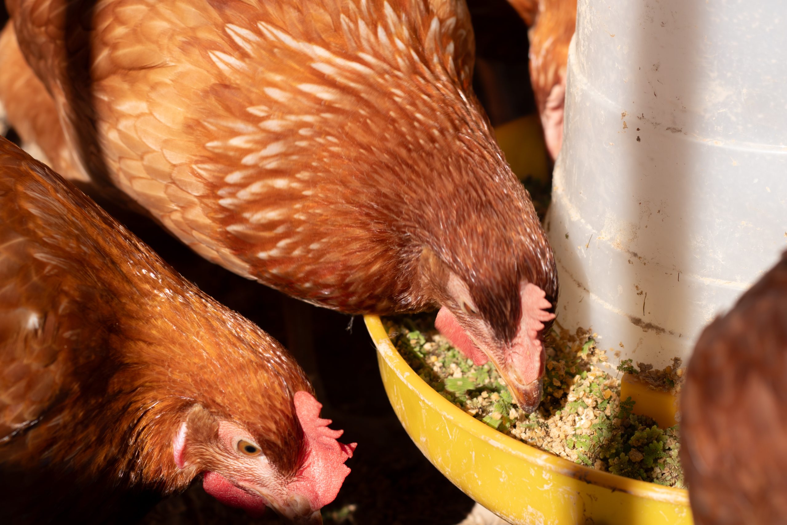 Animal Feed Products